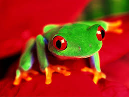 Maybe you would like to learn more about one of these? 80 Frog Wallpapers Hd Download Free Backgrounds
