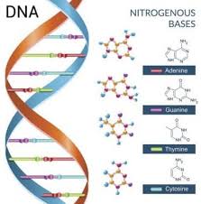 Pengertian dan hubungan gen dengan kromosom dna dan rna informasi. Dna Dan Rna Pengertian Fungsi Perbedaan Struktur Gambar