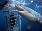 Calypso Star Charters - Shark Cage Diving (Port. - TripAdvisor)