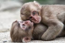 Check spelling or type a new query. Create Meme Monkeys Cute Monkey The Baby Monkeys Pictures Meme Arsenal Com