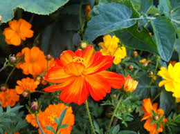 Sulfur plays an important role in the body and is necessary for the synthesis of certain key proteins. Sulfur Cosmos The Bright Modest Multi Purpose Flower The Right Flowers