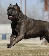 Cane Corso Italian Mastiff Preserving Protecting This Purebred Cane Corso Corso Dog Cane Corso Italian Mastiff