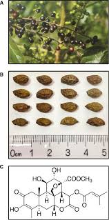 Image result for Brucea