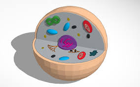 Check spelling or type a new query. Fintan Stengel Animal Cell Tinkercad