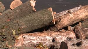 Fully equipped kitchens have dishwashers and garbage disposal. Free Firewood Available For St Louis City Residents In Forest Park Fox 2