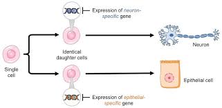 We did not find results for: Cell Differentiation Bioninja