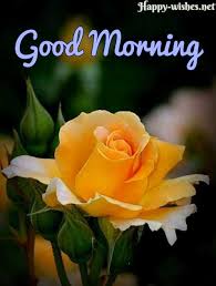 Good morning funny images to share on thursday. Good Morning Thursday Funny Quotes Good Morning Sms