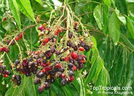 Image result for Lepisanthes