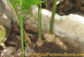 This group of bracts then produce stunning small white flowers with a faint yellow center. How To Grow Ginger Growing Ginger Root Is Not That Hard