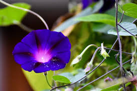 Image result for Ipomoea nil