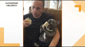 Maybe you would like to learn more about one of these? Bluenjy The French Bulldog Goes Viral For Eating Like A Human Ksdk Com