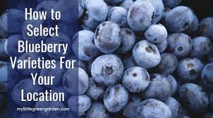 Check spelling or type a new query. How To Select Blueberry Varieties For Your Location My Little Green Garden