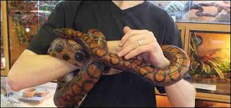 Brazilian Rainbow Boa 101: Care, Habitat & Diet For Beginners