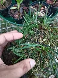 Image result for Eulophia hirschbergii