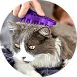Majestic mobile pet grooming looks forward to taking care of your please only people who are near the oakland park area need respond. Pet Grooming Services Angie S Mobile Pet Styling Of Florida