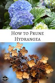 See how to grow bigleaf hydrangeas. How To Prune Hydrangeas Gardening Channel