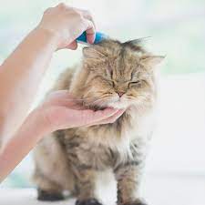 Bulu kucing yang kerap rontok, terutama dalam jumlah yang banyak dapat mengindikasikan beberapa penyakit kulit pada kucing seperti. 9 Tips Merawat Bulu Kucing Agar Sehat Dan Tidak Mudah Rontok Ragam Bola Com