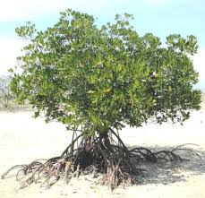 Image result for Rhizophora