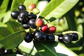 We did not find results for: Cherry Laurel Prunus Laurocerasus Berries Bush Nature Black Ornamental Shrub Close Up Evergreen Fruits Bayberry Pikist