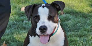 Maybe you would like to learn more about one of these? Adopting An Intact Male Dog Connecticut Humane Society