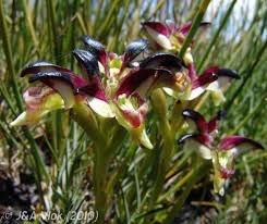 Image result for Disa aconitoides