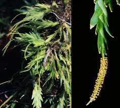 Image result for Diaphananthe sarcophylla