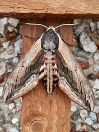 Image result for Sphinx ligustri