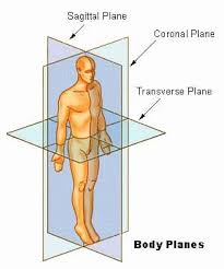 Anatomical Terms Worksheet Answers Unique Anatomical Position Definition And Function In 2020 Anatomy And Physiology Human Anatomy And Physiology Physiology