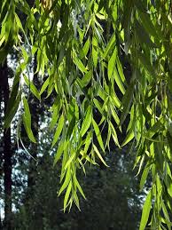 Weeping Willow Tree Close Up In Barnes Green Weeping Willow Tree Study Weeping Willow Tree