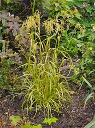 Image result for Scirpus pendulus