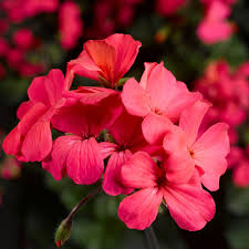 Babyseed is having a sale! Caliente Coral Salmon Geranium Plants For Sale Free Shipping