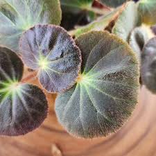 Image result for Begonia ciliobracteata