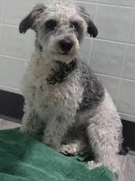 Playful, plucky, and clever, the schnoodle is a social, active pup with a touch of stubbornness. Schnoodle Puppy For Sale Adoption Rescue For Sale In Clare Illinois Classified Americanlisted Com