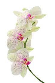 Pin On Best Of Flowers And Flowerthings