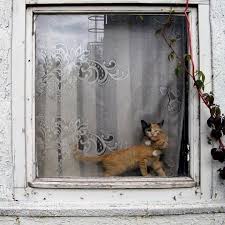 Ajanimo Pet Mag On Instagram Karsi Pencere Kedi Kedim Kediaski Kediseverler Catsofinstagra Resimler Soyut Fotografcilik Ilham Veren Fotograflar