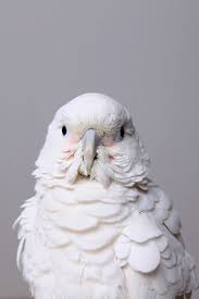 November Bird Of The Month Pin On Birds