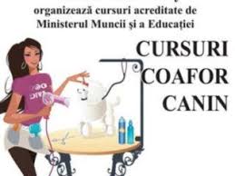 Curs Coafor Canin Cluj Napoca Cluj Com