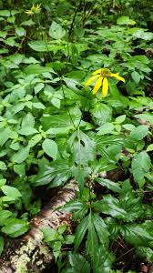 Image result for Rudbeckia laciniata