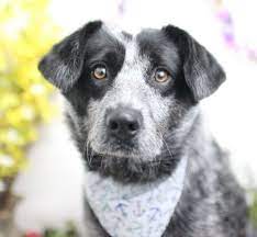 Dogs For Adoption Near Columbus Oh Petfinder Dog Adoption My Animal Animals Friends