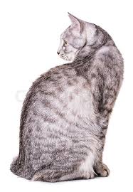 Mom cat talking to her cute meowing kittens 20 min bonus video duration. Gray Tabby Cat Isolated On White Stock Image Colourbox