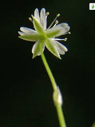 Image result for Stellaria sennii