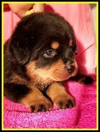 Näytä lisää sivusta rottweiler puppies facebookissa. Litter Of 7 Rottweiler Puppies For Sale In Houston Tx Adn 47832 On Puppyfinder Com Gender Female Rottweiler Puppies For Sale Dog Breeds Rottweiler Puppies