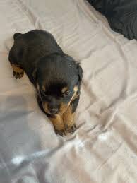We need to rehome our rottweiler mix puppies. Rottweiler Puppies For Sale Cannon Falls Mn 346302