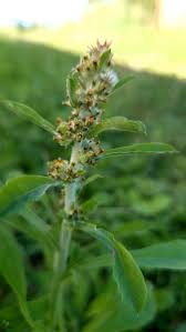 Image result for Gnaphalium