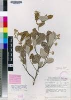 Image result for Parinari capensis