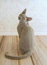 devon rex devon rex cats small cat breeds rex cat
