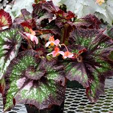 Image result for Begonia nyassensis