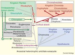 Chloroplasts absorb sunlight and use it in conjunction with water and carbon dioxide gas to produce food for the plant. Chloroplast Evolution Secondary Symbiogenesis And Multiple Losses Current Biology
