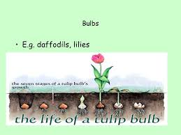 Bulb plants, like tulips (tulipa spp.) and daffodils (narcissus. Asexual Reproduction Igcse Biology Asexual Reproduction Asexual Reproduction Involves No Fertilisation Between Male And Female Gametes Offspring Are Ppt Download