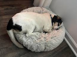 Russell Rescue TN added a new photo.